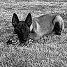 Brava a rejoint le concours — aidez-le/la à gagner de superbes lots ! alert, animal, black_and_white, canine, chew_toy, dog, ears, fur, german_shepherd, grass, lawn, lying_down, monochrome, outdoor, pet, playful, portrait, puppy, rope_toy, shepherd