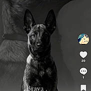 Brava participe au concours pour gagner de l'argent avec cette photo : background, belgian_malinois, black_and_white, canine, centered_composition, collar, dog, german_shepherd_type, indoor, large_dog, monochrome, photograph, portrait, puppy, short_fur, sitting, social_media, studio, text_overlay, upright_ears