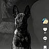 background, belgian_malinois, black_and_white, canine, centered_composition, collar, dog, german_shepherd_type, indoor, large_dog, monochrome, photograph, portrait, puppy, short_fur, sitting, social_media, studio, text_overlay, upright_ears