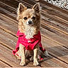 Myssi a rejoint le concours — aidez-le/la à gagner de superbes lots ! animal, chihuahua, cute, dog, ears, fluffy, garden, grass, gravel, long_hair, outdoor, pet, plants, portrait, red_outfit, sitting, small_dog, smartphone_screenshot, sunlight, wooden_deck