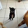 basket, black_dog, black_fur, chihuahua, dog, dogs, fluffy_tail, food_bowl, home, indoor, kitchen, pet_bowls, sitting, slippers, small_dog, tan_dog, tan_fur, tile_floor, upright_pose, wooden_furniture
