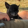 animal, black_dog, chihuahua, closeup, cushion, cute, dog, ears, fur, grass, hand, lap, outdoor, pet, portrait, relaxed, sitting, sleepy, small_dog, sunlight