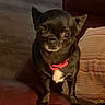animal, black_dog, couch, cozy, dog, furniture, indoors, large_eyes, living_room, pet, pillow, pointy_ears, portrait, red_collar, small_dog, sofa, standing, striped_pillow, white_chest, wood_floor
