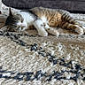 Tsu-Nami participe au concours pour gagner de l'argent avec cette photo : cat, tabby_cat, sleeping, indoor, rug, furniture, cozy, pet, fur, whiskers, paws, resting, domestic_animal, striped, quiet, home, floor, relaxed, animal, mammal