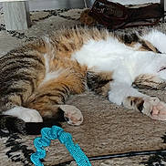 Tsu-Nami participe au concours pour gagner de l'argent avec cette photo : cat, tabby, stretching, relaxed, rug, carpet, toy, blue_toy, paw, indoor, feline, pet, striped, white_fur, brown_fur, black_fur, table_leg, floor, sleeping, cozy