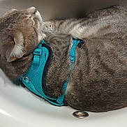 Grizou Doudou participe au concours pour gagner de l'argent avec cette photo : cat, tabby_cat, sink, harness, sleeping, curled_up, pet, animal, domestic_cat, fur, whiskers, relaxed, indoor, cozy, resting, gray_cat, blue_harness, cute, cute_pet, comfort