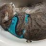 cat, tabby_cat, sink, harness, sleeping, curled_up, pet, animal, domestic_cat, fur, whiskers, relaxed, indoor, cozy, resting, gray_cat, blue_harness, cute, cute_pet, comfort