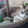 cat, plant_pot, rocks, green_stone, sleeping, feline, indoor_plant, closeup, blurred_background, resting, fur, whiskers, ears, pet, home, decor, nature, cozy, relaxed, animal