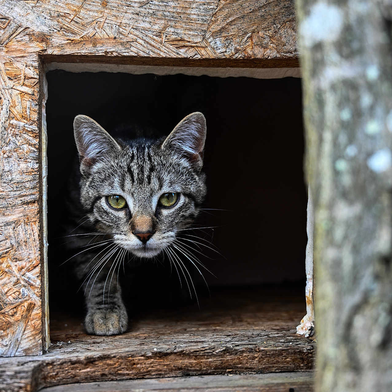 Rio participe au concours pour gagner de l'argent avec cette photo : abyssinian, animal, architecture, box, building, cat, den, hardwood, hole, indoors, kitten, manx, ocelot, outdoors, pet, plywood, shelter, siamese, slate, wood