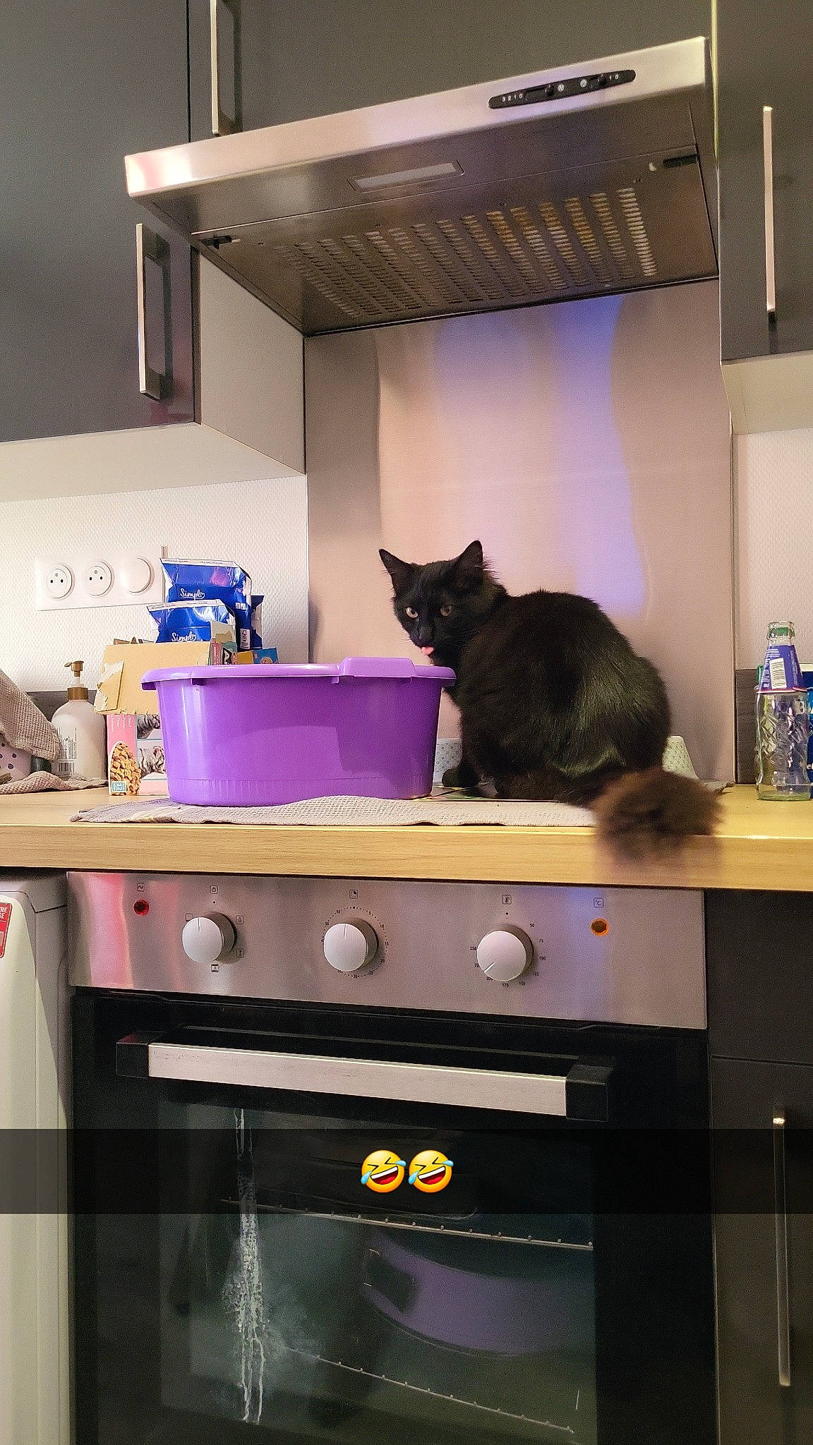 Tiramisu a rejoint le concours — aidez-le/la à gagner de superbes lots ! cabinetry, carnivore, cat, cat_supply, cooking, domestic_short_haired_cat, drawer, felidae, gas, interior_design, kitchen, lighting, machine, magenta, purple, room, shelf, shelving, small_to_medium_sized_cats, whiskers