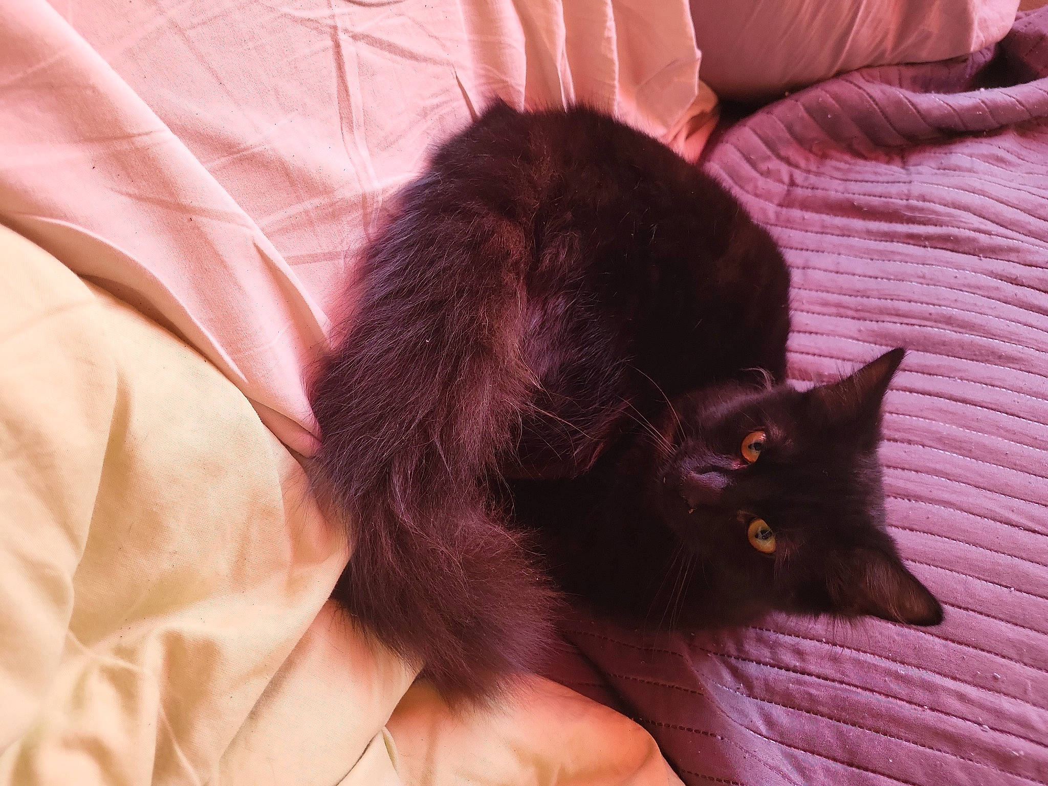 Tiramisu participe au concours pour gagner de l'argent avec cette photo : black_cat, bombay, carnivore, cat, claw, comfort, domestic_short_haired_cat, felidae, foot, fur, havana_brown, linens, liver, plant, small_to_medium_sized_cats, snout, tail, whiskers