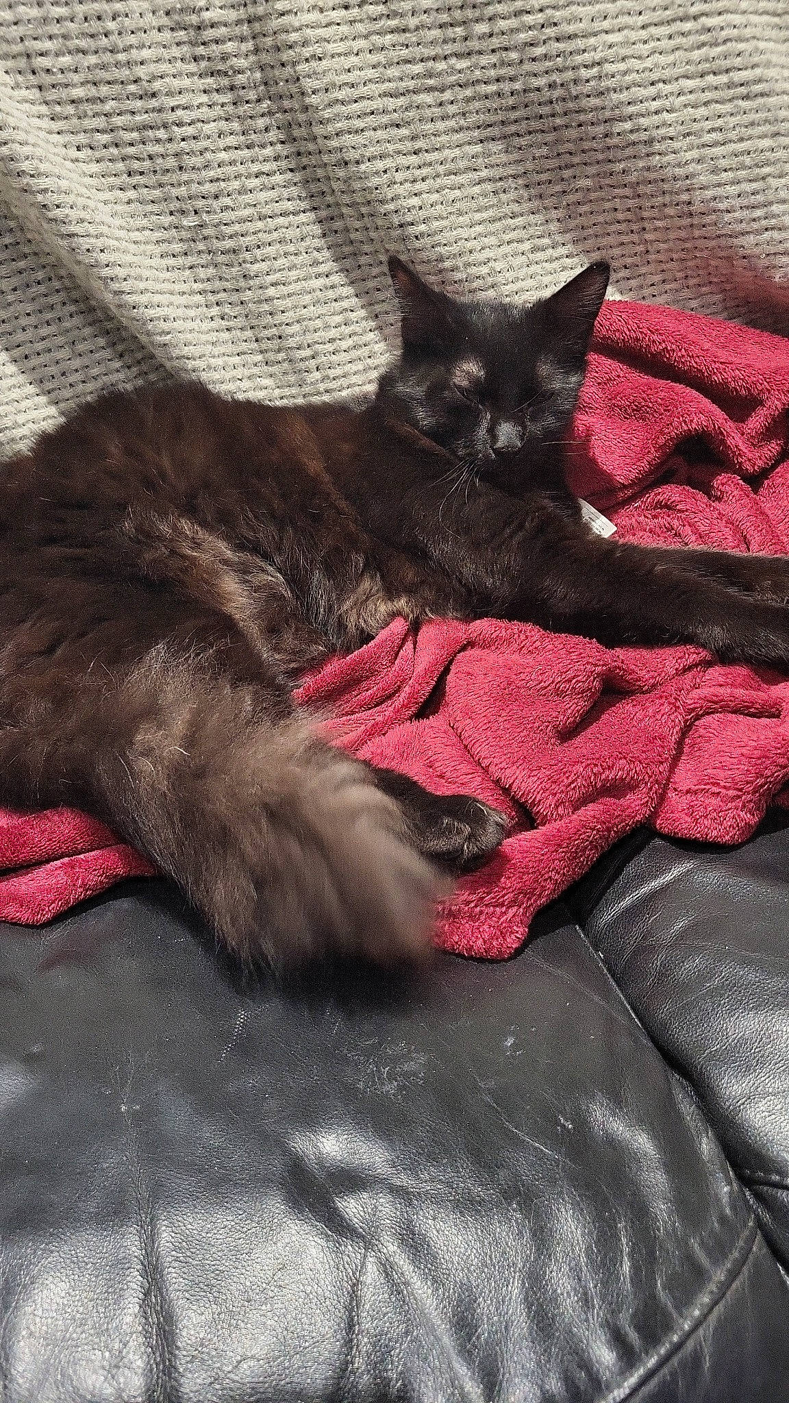 Tiramisu a rejoint le concours — aidez-le/la à gagner de superbes lots ! black_cat, bombay, carmine, carnivore, cat, claw, comfort, domestic_short_haired_cat, felidae, fur, grey, magenta, nap, paw, sitting, small_to_medium_sized_cats, snout, tail, terrestrial_animal, whiskers