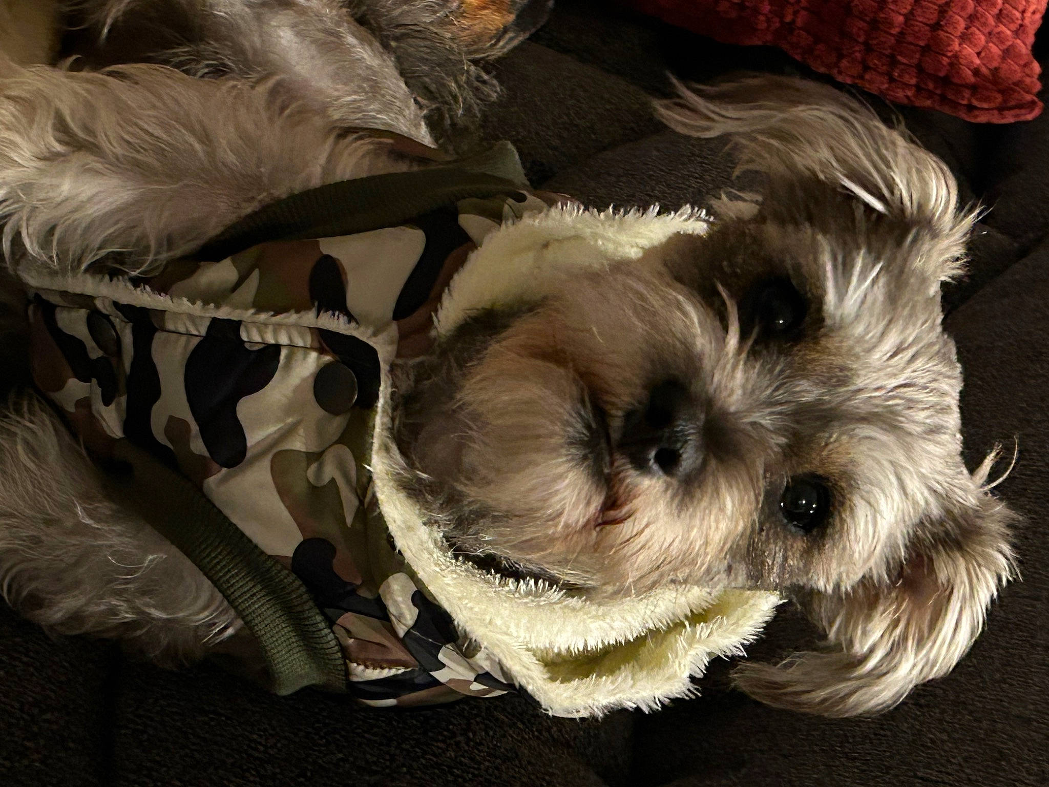 Ella joined the competition — help win amazing prizes! canidae, carnivore, companion_dog, dog, dog_breed, dog_clothes, dog_supply, fawn, fur, maltepoo, puppy_love, shih_poo, shih_tzu, small_terrier, snout, sporting_group, terrier, toy_dog, whiskers, working_animal