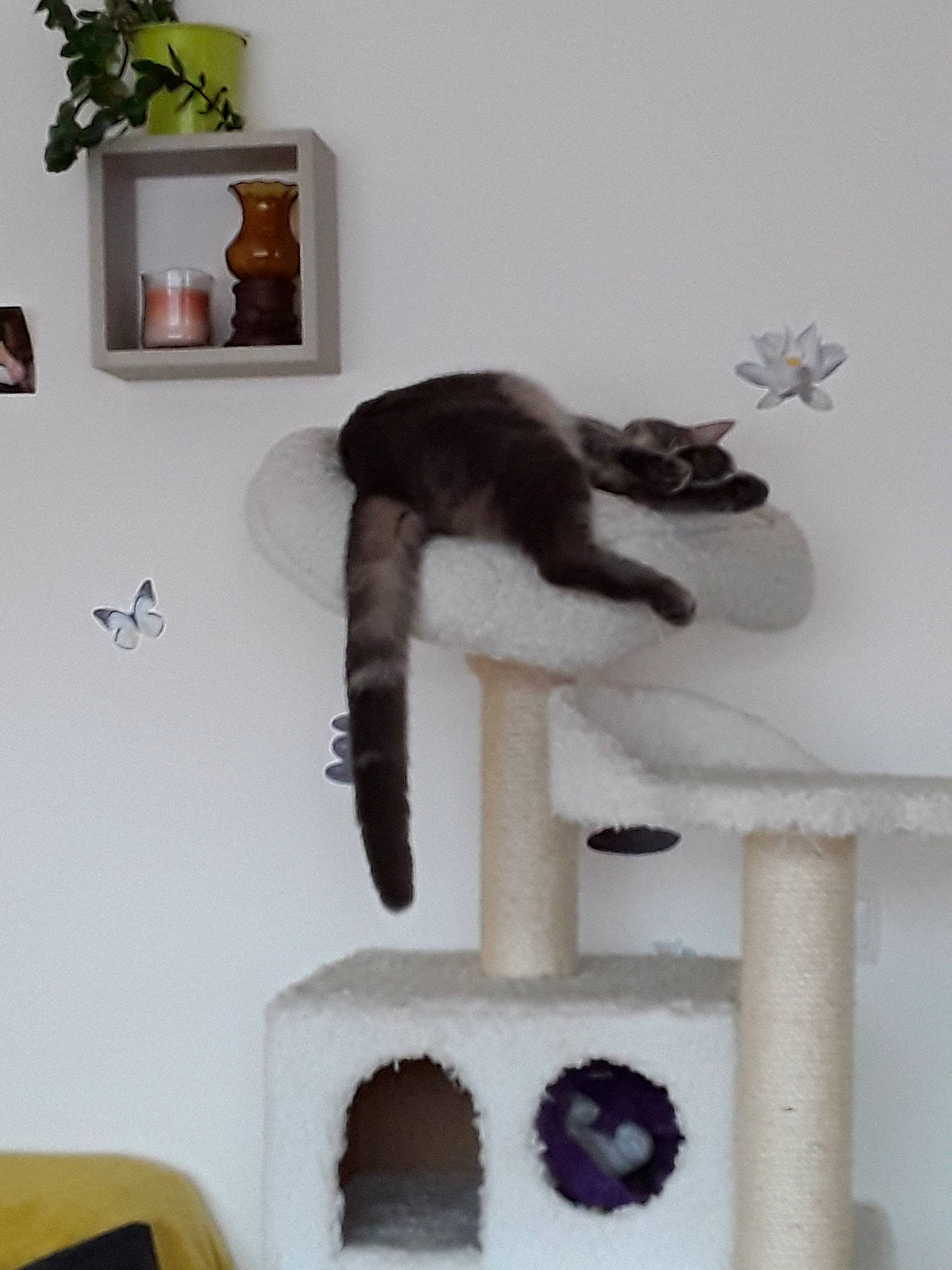 Oggy a rejoint le concours — aidez-le/la à gagner de superbes lots ! black_cat, carnivore, cat, cat_furniture, felidae, furniture, room, shelf, small_to_medium_sized_cats, tail, whiskers