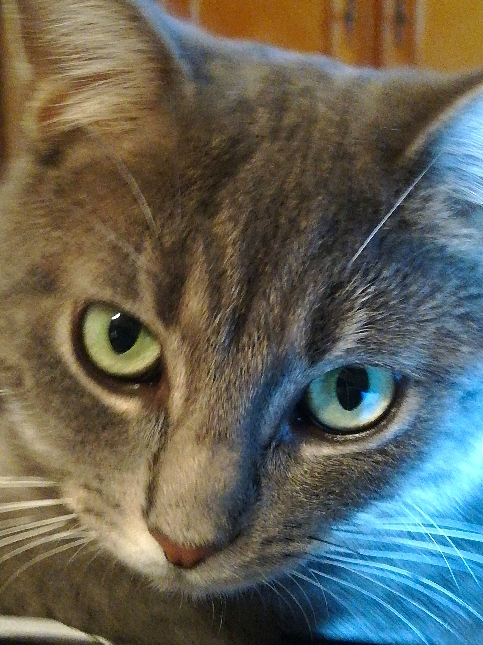 Oggy a rejoint le concours — aidez-le/la à gagner de superbes lots ! aegean_cat, american_wirehair, asian, australian_mist, carnivore, cat, close_up, domestic_short_haired_cat, european_shorthair, eye, felidae, iris, mammal, ojos_azules, oriental_longhair, small_to_medium_sized_cats, snout, tabby_cat, vertebrate, whiskers