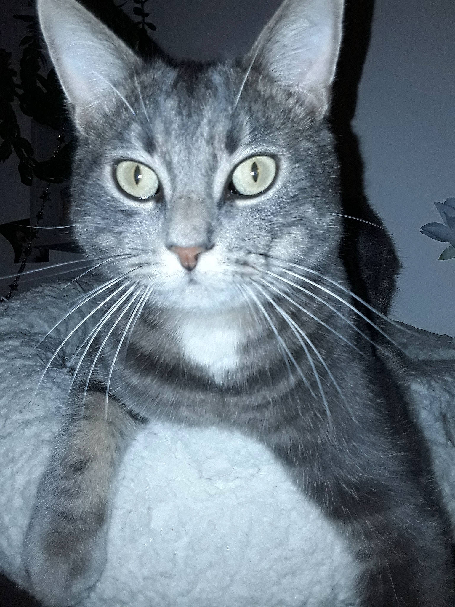 Oggy a rejoint le concours — aidez-le/la à gagner de superbes lots ! aegean_cat, american_shorthair, american_wirehair, asian, black_and_white, carnivore, cat, domestic_short_haired_cat, european_shorthair, eye, felidae, kitten, mammal, ojos_azules, small_to_medium_sized_cats, snout, tabby_cat, vertebrate, whiskers