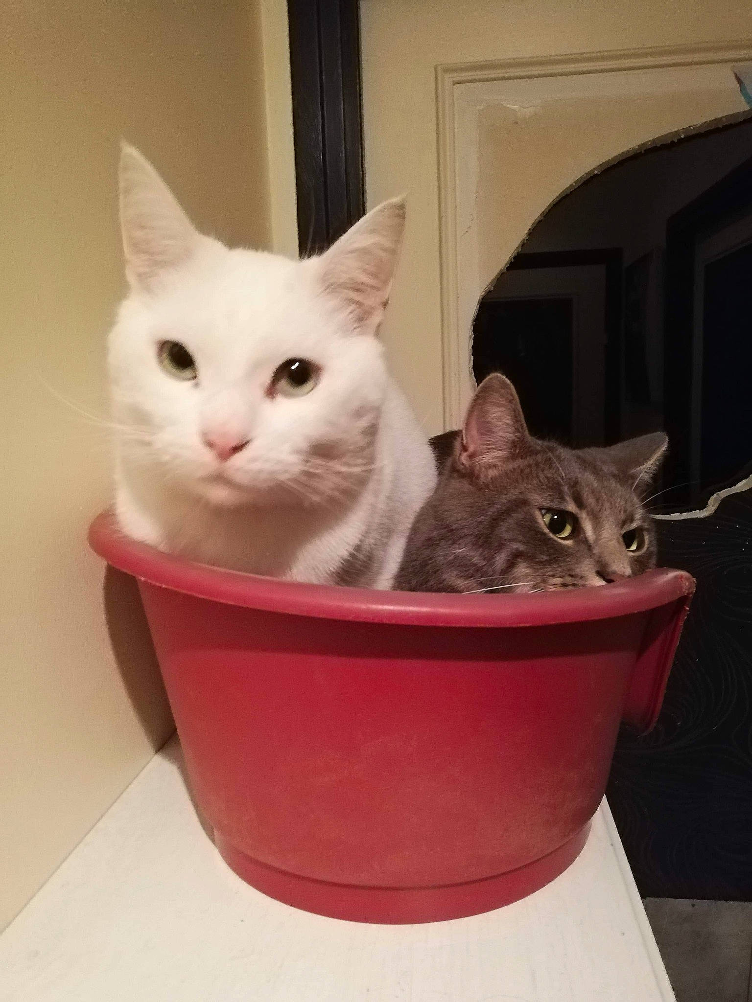 Oggy a rejoint le concours — aidez-le/la à gagner de superbes lots ! asian, burmilla, carnivore, cat, domestic_short_haired_cat, european_shorthair, felidae, kitten, mammal, small_to_medium_sized_cats, turkish_angora, turkish_van, vertebrate, whiskers