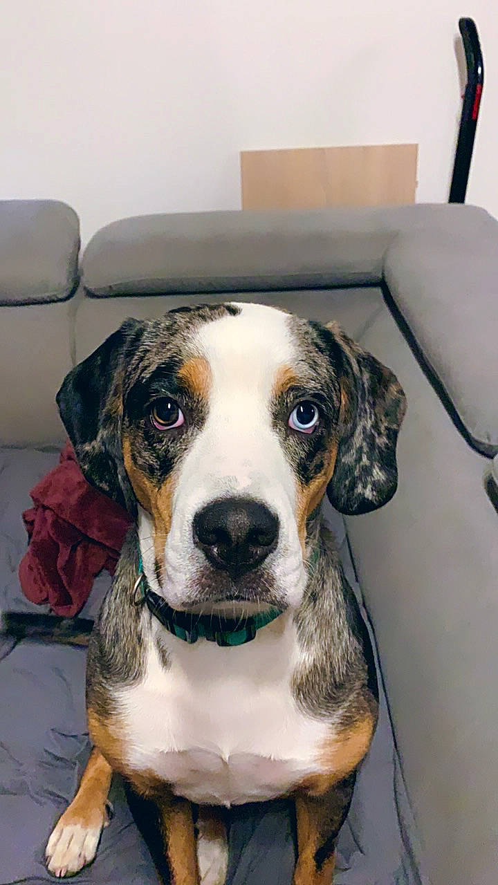 Rosie participe au concours pour gagner de l'argent avec cette photo : canidae, carnivore, circle, collar, companion_dog, couch, dog, dog_breed, dog_collar, fur, guard_dog, hunting_dog, non_sporting_group, puppy, scent_hound, sporting_group, whiskers, working_animal, working_dog