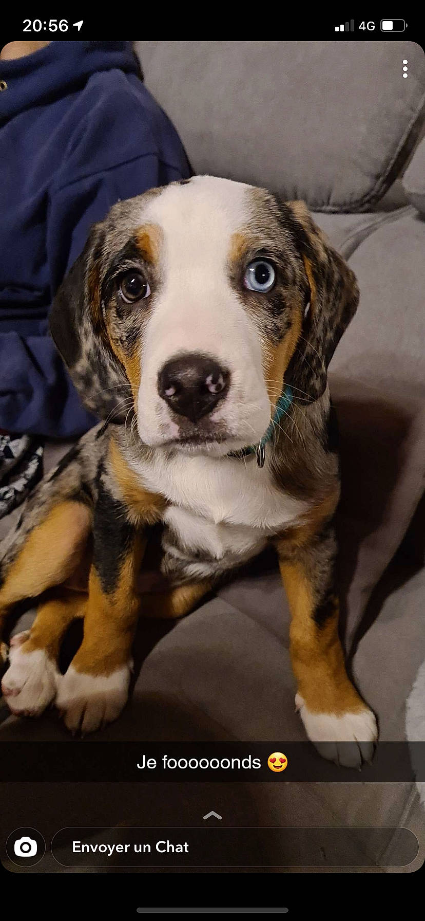 Rosie participe au concours pour gagner de l'argent avec cette photo : ancient_dog_breeds, canidae, carnivore, companion_dog, dog, dog_breed, fawn, fur, hunting_dog, non_sporting_group, puppy, scent_hound, snout, sporting_group, whiskers, working_animal, working_dog