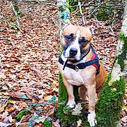 Jeager a rejoint le concours — aidez-le/la à gagner de superbes lots ! adventure, autumn, dog, dog_breed, dog_breed_group, dog_hiking, dog_like_mammal, fawn, forest, grass, leaf, plant, trail, tree, woodland, woody_plant