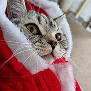 Bradley joined the competition — help win amazing prizes! animal, cat, christmas, close_up, costume, curious, cute, face, fur, holiday, indoor, mammal, pet, portrait, red, snug, soft_texture, whiskers, white, yellow_eyes