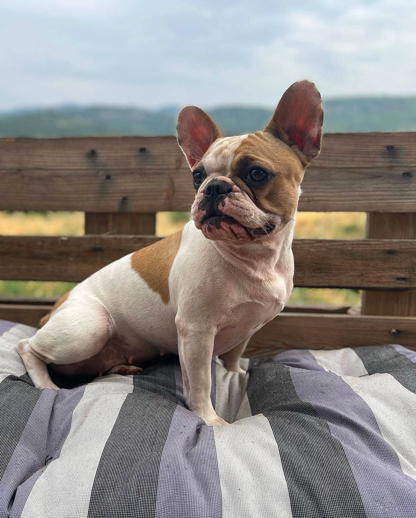 Holly a rejoint le concours — aidez-le/la à gagner de superbes lots ! bulldog, canidae, carnivore, cloud, collar, comfort, companion_dog, dog, dog_breed, dog_collar, ear, fawn, french_bulldog, sky, snout, sporting_group, toy_dog, whiskers, working_animal, wrinkle