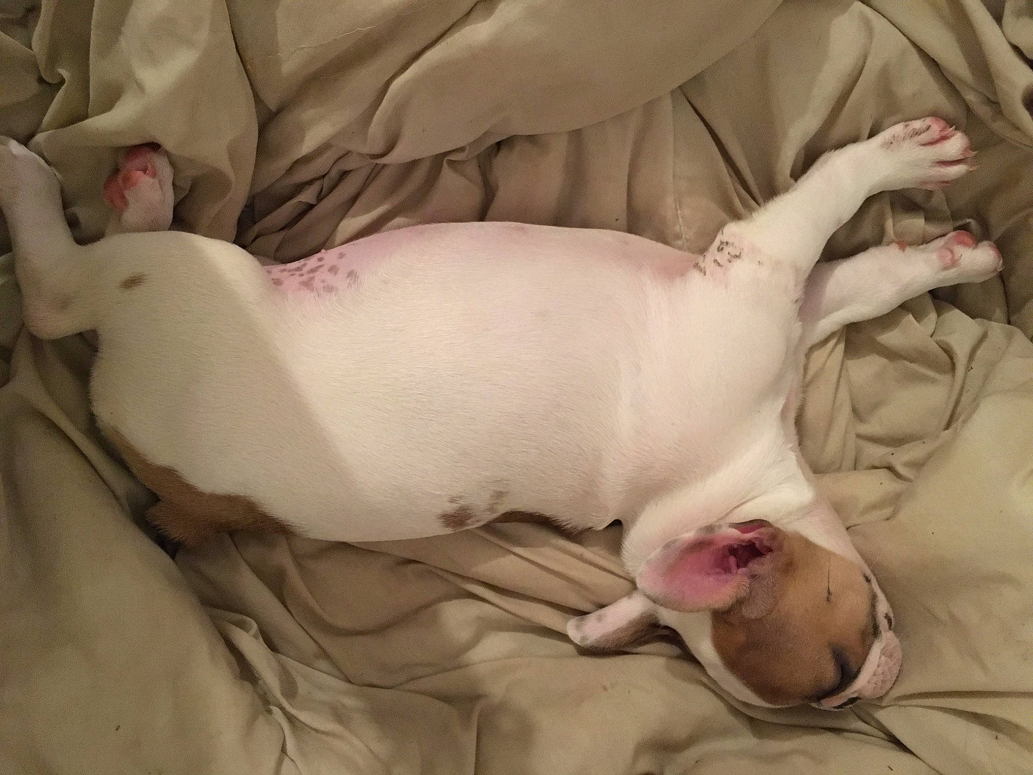 Holly participe au concours pour gagner de l'argent avec cette photo : bedding, canidae, carnivore, comfort, companion_dog, couch, dog, dog_breed, ear, fawn, fur, human_leg, linens, nap, sleep, snout, sporting_group, tail, toy_dog, whiskers