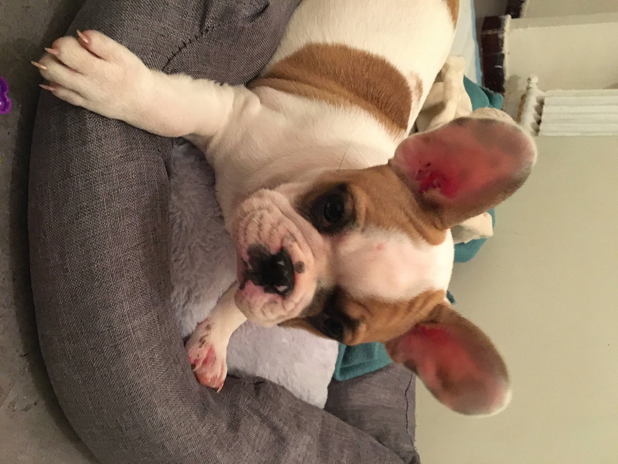 Holly a rejoint le concours — aidez-le/la à gagner de superbes lots ! canidae, carnivore, comfort, companion_dog, couch, dog, dog_breed, ear, fawn, fur, gesture, nap, non_sporting_group, paw, sporting_group, toy_dog, working_animal