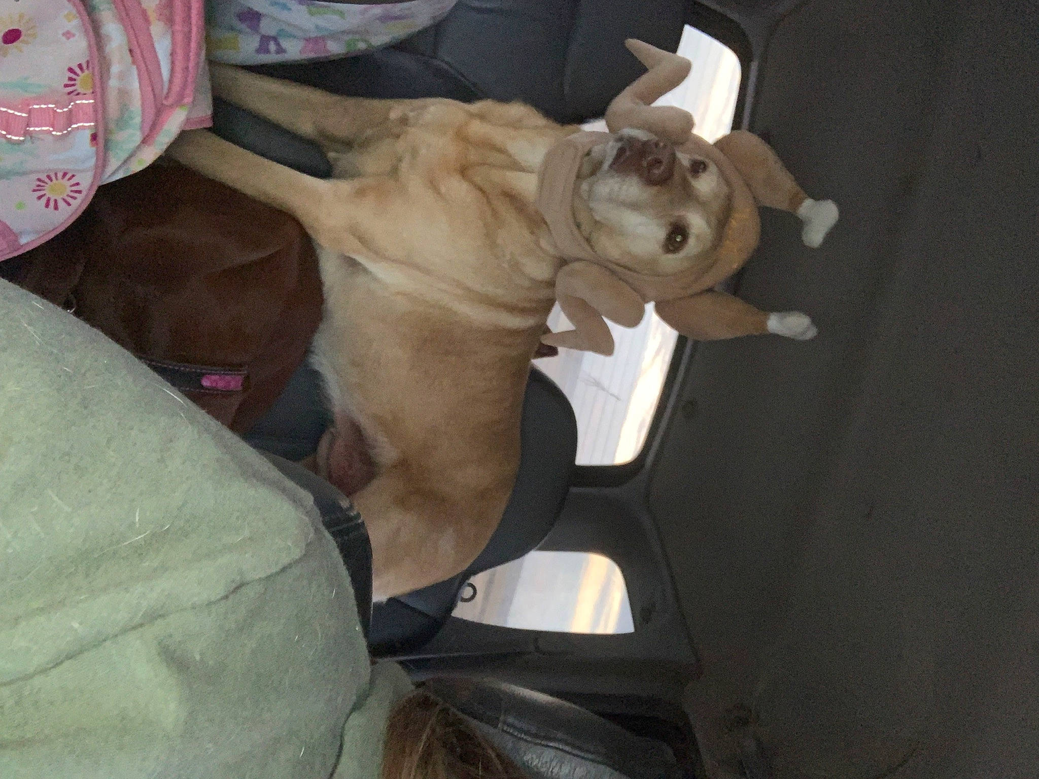 Diamond joined the competition — help win amazing prizes! auto_part, canidae, car_seat, carnivore, collar, comfort, companion_dog, dog, dog_breed, dog_collar, ear, fawn, guard_dog, non_sporting_group, paw, sporting_group, tail, toy_dog, working_animal