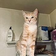 Simba is registered to the contest to win money with this photo: cat, tabby, indoor, pet, animal, feline, orange, white, sitting, looking, household, shelf, bottle, box, table, fur, ears, whiskers, curious, domestic