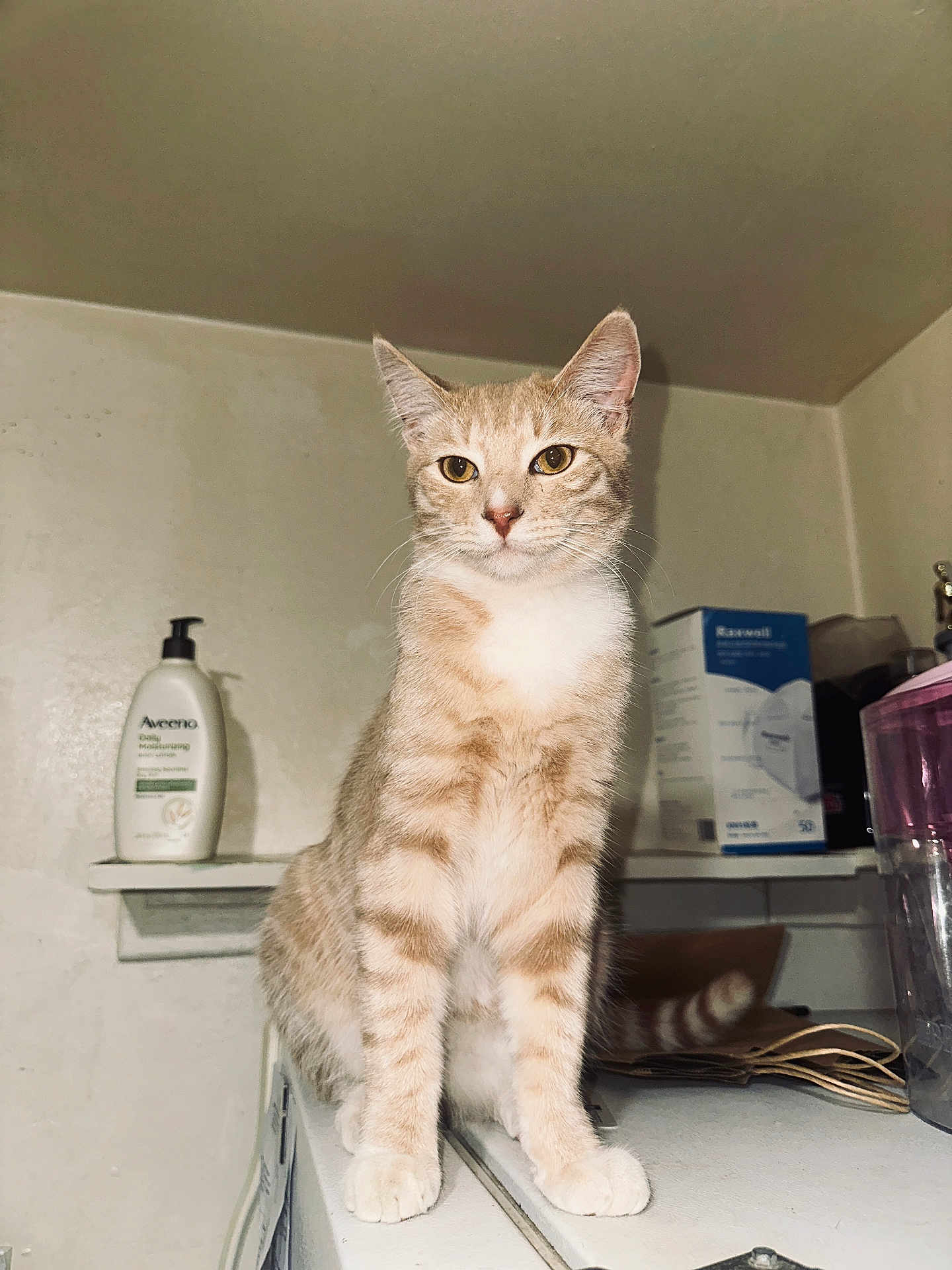 Simba is registered to the contest to win money with this photo: cat, tabby, indoor, pet, animal, feline, orange, white, sitting, looking, household, shelf, bottle, box, table, fur, ears, whiskers, curious, domestic