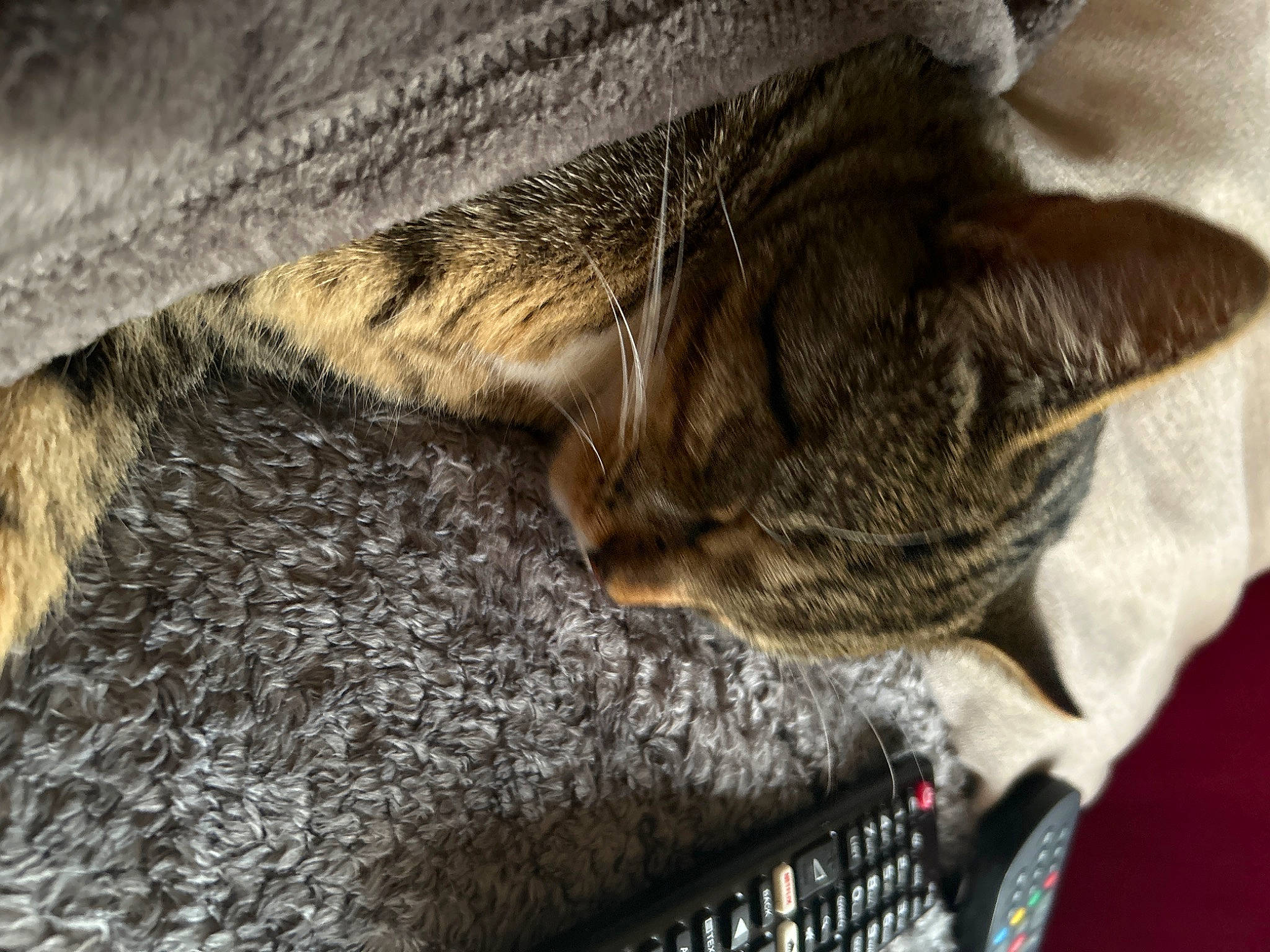 Milo joined the competition — help win amazing prizes! carnivore, cat, claw, comfort, domestic_short_haired_cat, fawn, felidae, fur, grey, human_leg, nap, paw, sleep, small_to_medium_sized_cats, snout, tail, terrestrial_animal, tree, whiskers