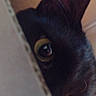 cat, feline, black_cat, dark_fur, green_eyes, wide_eyes, close_up, portrait, peeking, curious, indoors, blanket, cushion, soft_lighting, dim_lighting, whiskers, ears, face, pet, playful
