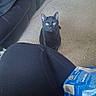 Binx is registered to the contest to win money with this photo: cat, black_cat, pet, animal, sitting, carpet, living_room, couch, furniture, indoors, green_eyes, pointed_ears, whiskers, staring, portrait, household, cord, shopping_bag, blue_package, casual_photo