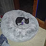 cat, black_cat, pet, animal, furry, sitting, lying_down, donut_bed, pet_bed, fluffy, purple_clothing, indoor, home, bedroom, carpet, doorway, mirror, furniture, cozy, glowing_eyes