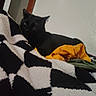 Binx is registered to the contest to win money with this photo: black_cat, cat, pet, feline, animal, bed, blanket, bedroom, indoor, cozy, laundry, clothing, yellow_shirt, green_fabric, black_and_white, resting, sitting, ears, whiskers, portrait