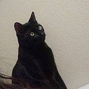 Binx joined the competition — help win amazing prizes! black_cat, cat, feline, pet, animal, sitting, upright, yellow_eyes, pointed_ears, short_hair, indoors, wall, framed_picture, floral_art, person, shoulder, hair, portrait, curious, home