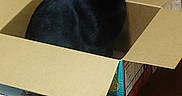 Binx joined the competition — help win amazing prizes! cat, black_cat, green_eyes, animal, pet, feline, sitting, inside_box, cardboard_box, open_box, wooden_floor, indoor, portrait, looking_at_camera, pointed_ears, whiskers, black_fur, packaging, home, funny