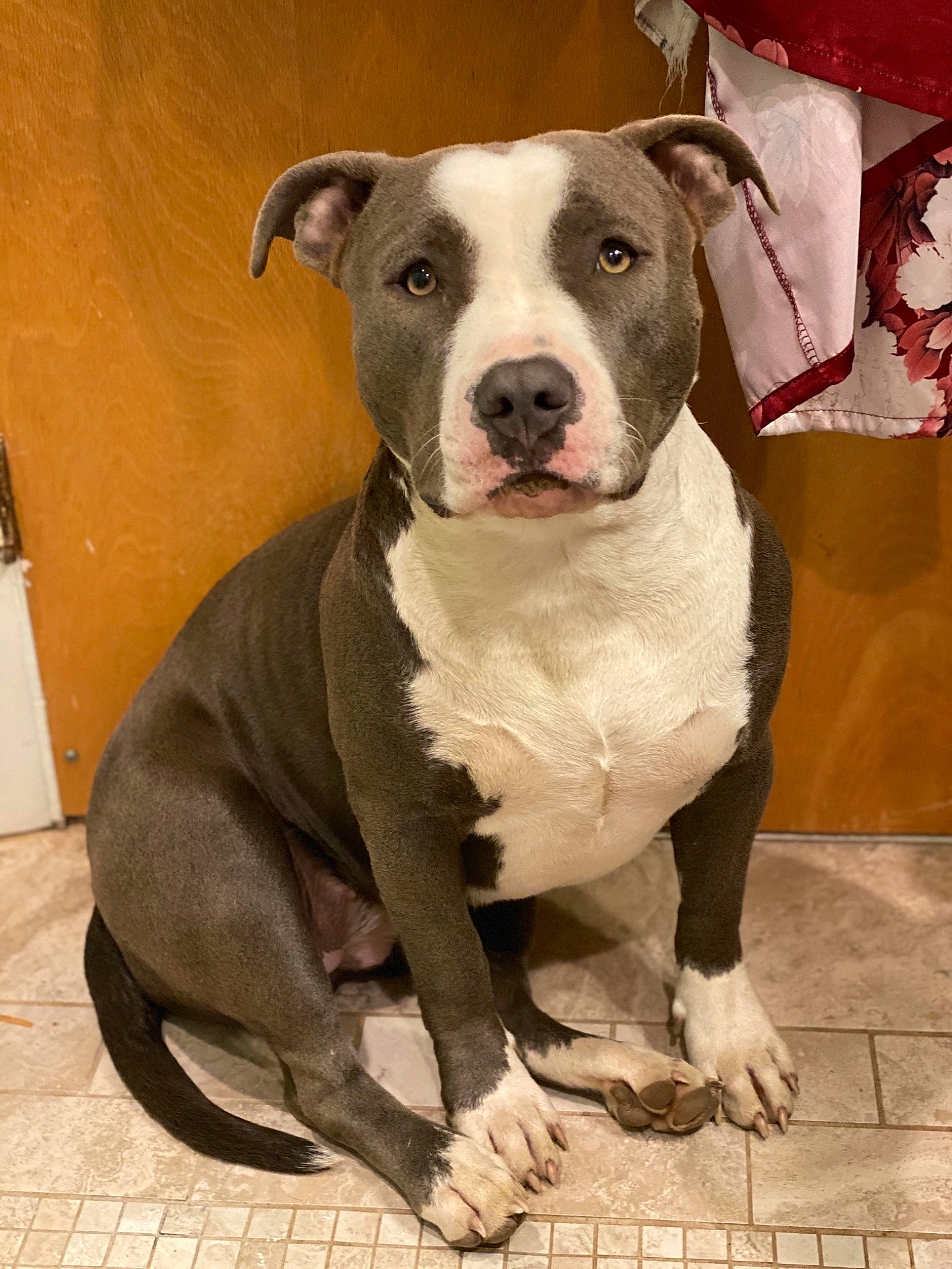 Bobbi is registered to the contest to win money with this photo: ancient_dog_breeds, canidae, carnivore, collar, companion_dog, dog, dog_breed, dog_collar, fawn, fur, molosser, non_sporting_group, sporting_group, terrestrial_animal, whiskers, working_animal, working_dog