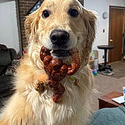 Rylee is registered to the contest to win money with this photo: dog, golden_retriever, toy, action_figure, indoor, living_room, pet, animal, fur, mouth, close_up, carpet, couch, table, door, brick_wall, light, furniture, household, cute