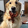 dog, golden_retriever, toy, action_figure, indoor, living_room, pet, animal, fur, mouth, close_up, carpet, couch, table, door, brick_wall, light, furniture, household, cute