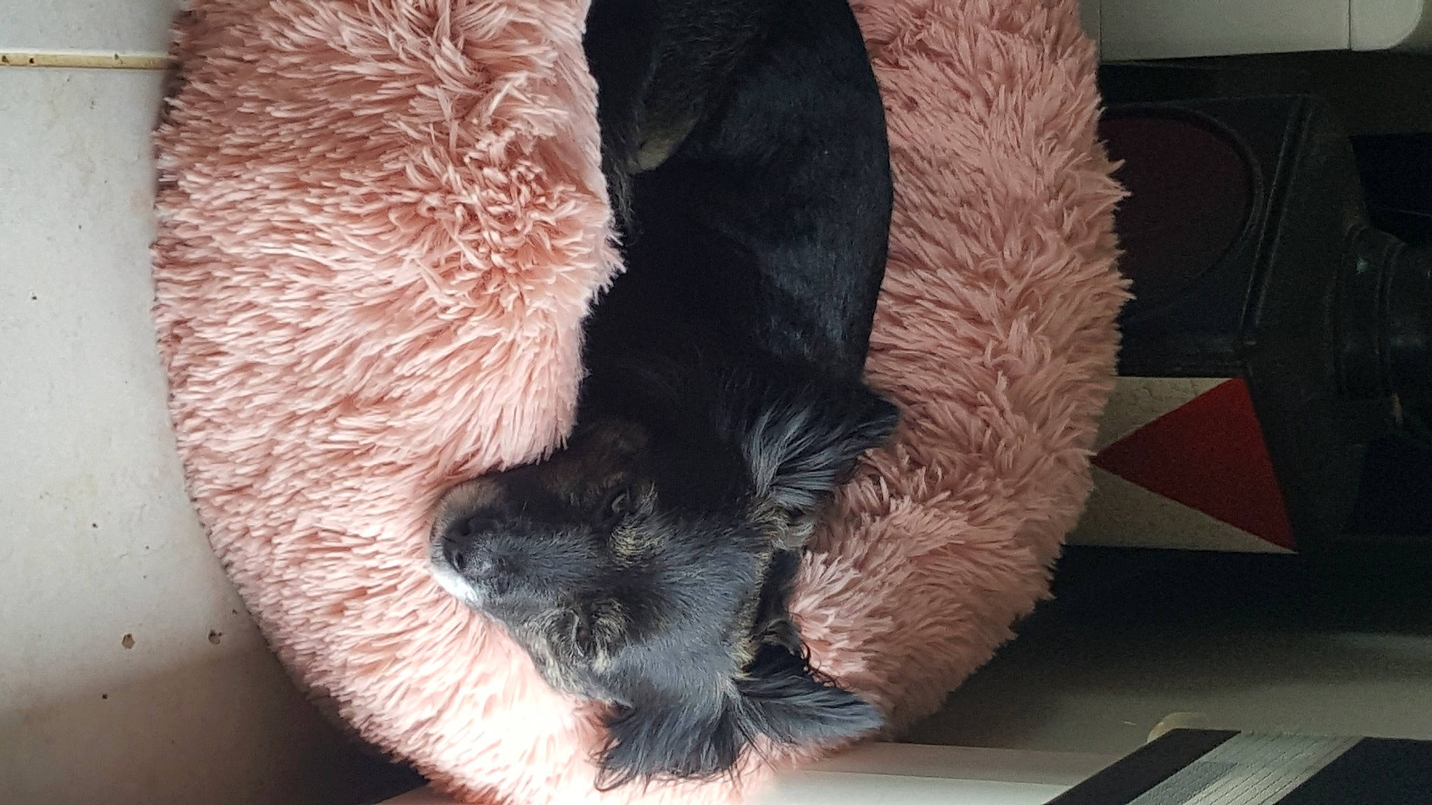 Pupuce a rejoint le concours — aidez-le/la à gagner de superbes lots ! canidae, carnivore, claw, comfort, companion_dog, dog, dog_breed, fawn, felidae, foot, fur, human_leg, nap, paw, small_to_medium_sized_cats, snout, sporting_group, tail, terrestrial_animal, whiskers