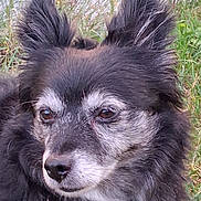 Pupuce a rejoint le concours — aidez-le/la à gagner de superbes lots ! dog, close_up, portrait, outdoor, grass, ears, fur, black_fur, gray_fur, animal, pet, canine, nature, muzzle, whiskers, eyes, snout, fluffy, face, head