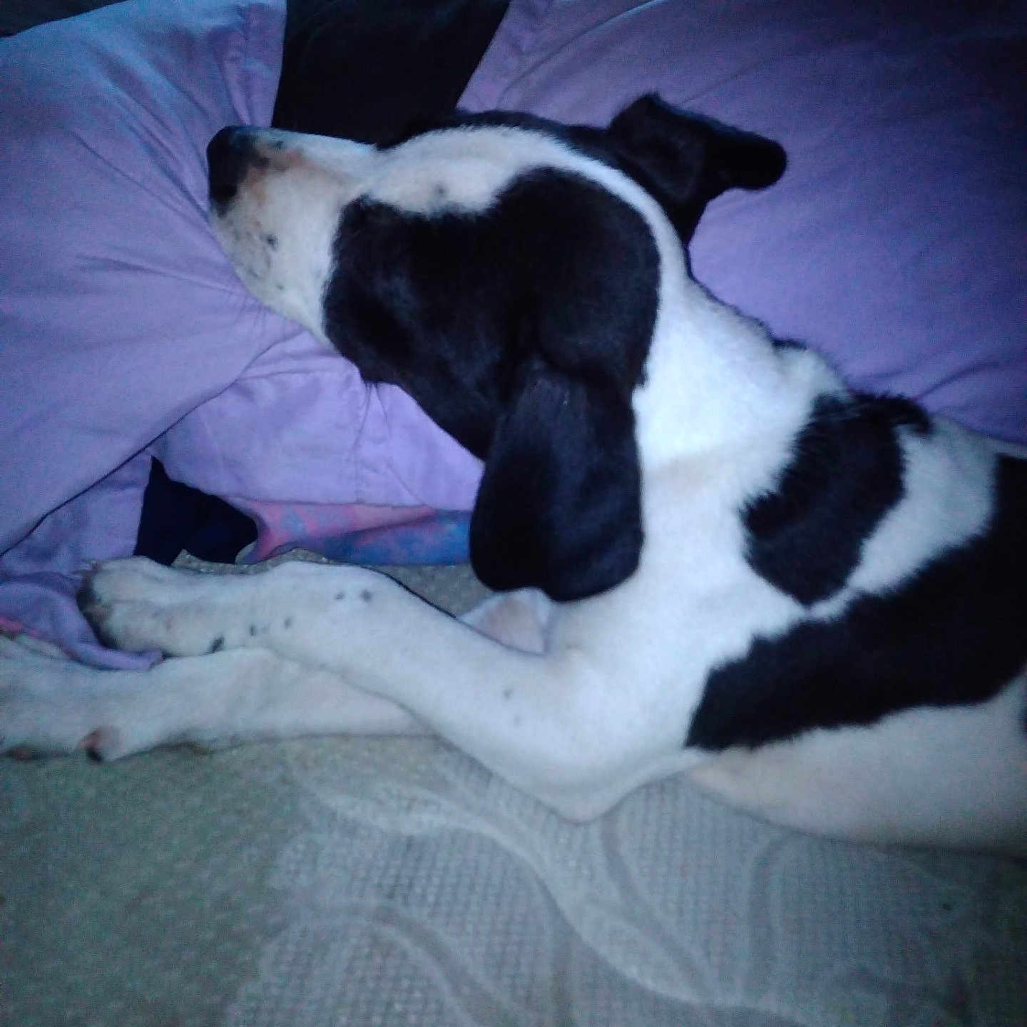 Daisy is registered to the contest to win money with this photo: animal, bed, black_and_white, blanket, canine, comfort, cozy, dog, domestic, fur, indoor, laying_down, pet, pillow, quiet, relaxing, resting, side_view, sleeping, spot