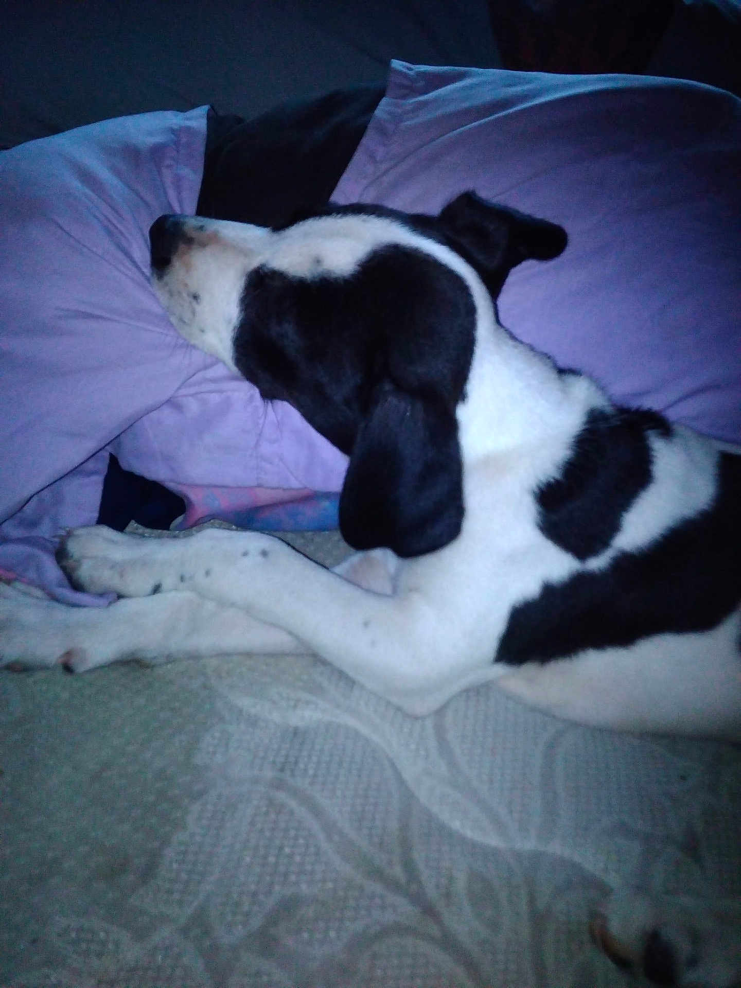 Daisy
