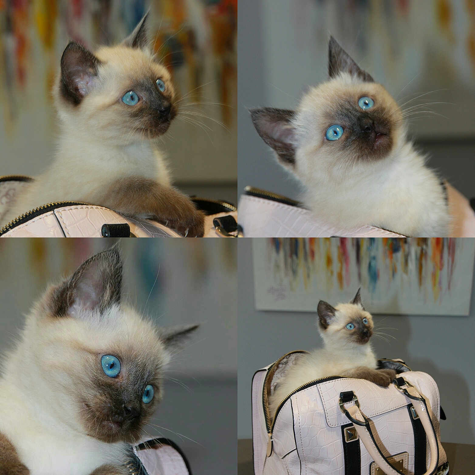 Orfée a rejoint le concours — aidez-le/la à gagner de superbes lots ! balinese, birman, carnivoran, cat, cat_like_mammal, domestic_short_haired_cat, fauna, fur, kitten, ragdoll, siamese, small_to_medium_sized_cats, snout, thai, tonkinese, whiskers