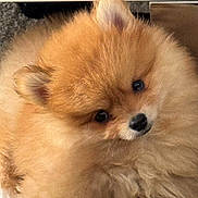 Aston participe au concours pour gagner de l'argent avec cette photo : dog, puppy, pomeranian, fluffy, cute, pet, fur, animal, close_up, adorable, face, small_dog, indoors, brown_fur, black_nose, ears, eyes, domestic_animal, portrait, young