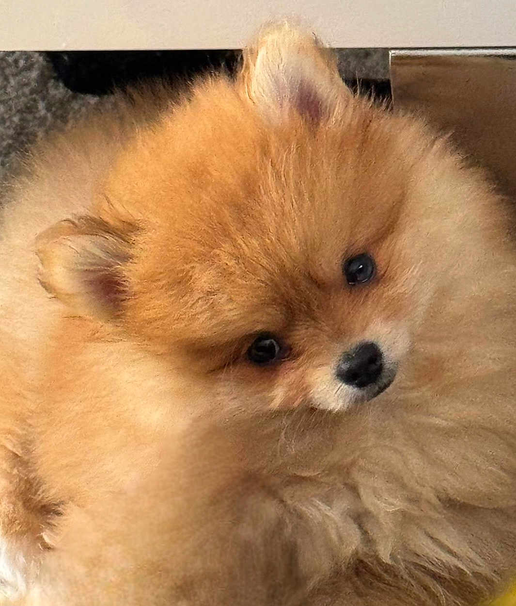 Aston participe au concours pour gagner de l'argent avec cette photo : dog, puppy, pomeranian, fluffy, cute, pet, fur, animal, close_up, adorable, face, small_dog, indoors, brown_fur, black_nose, ears, eyes, domestic_animal, portrait, young
