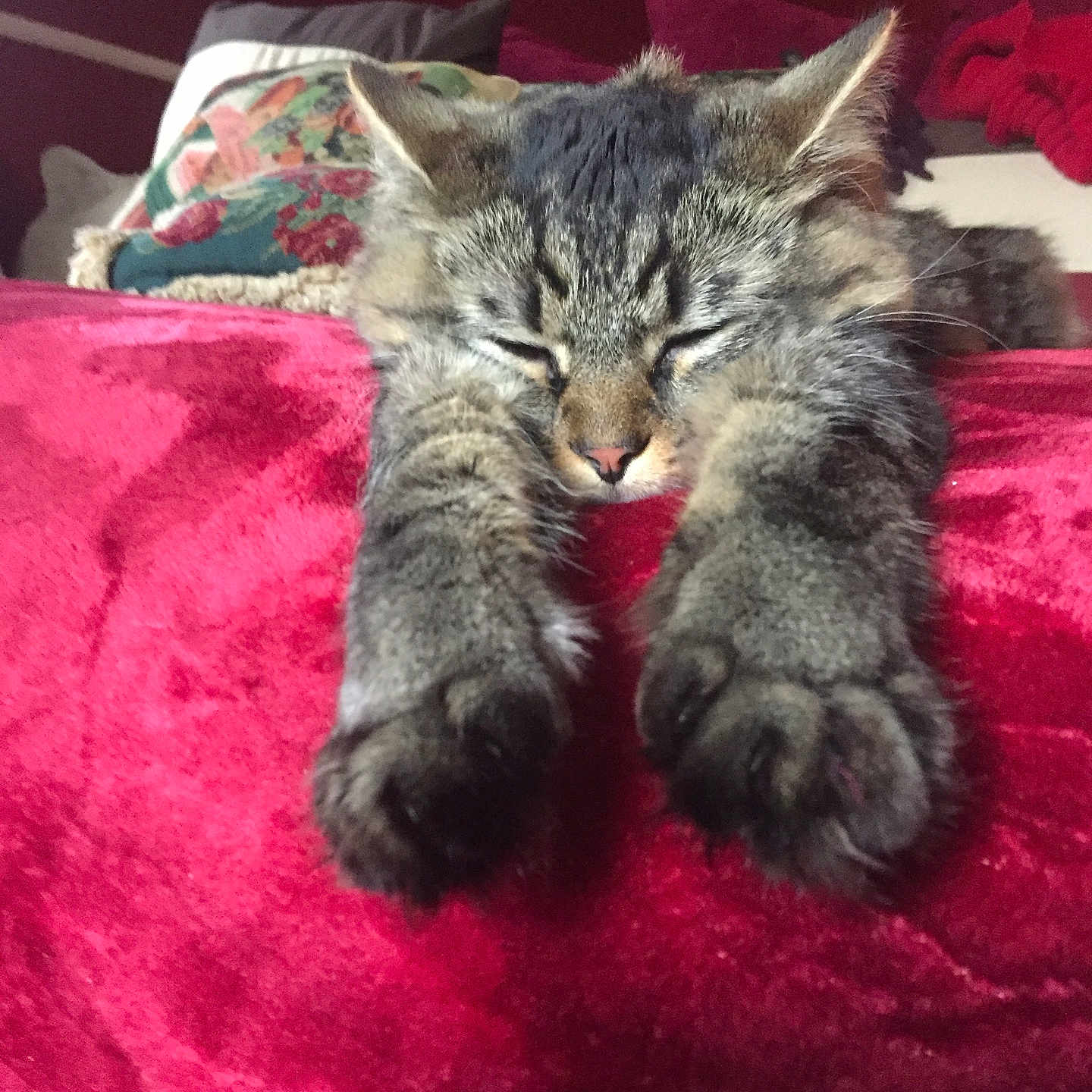 Wylie joined the competition — help win amazing prizes! abyssinian, animal, bed, bedroom, blanket, cat, couch, cushion, furniture, homedecor, indoors, kitten, linen, manx, person, pet, quilt, room, sleeping, velvet
