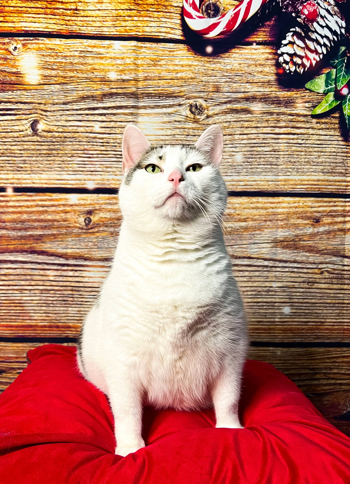 Baby Kitty joined the competition — help win amazing prizes! carnivore, cat, domestic_short_haired_cat, felidae, fur, hardwood, pattern, paw, photo_caption, red, sitting, small_to_medium_sized_cats, snout, tail, terrestrial_animal, whiskers, wildlife, wood